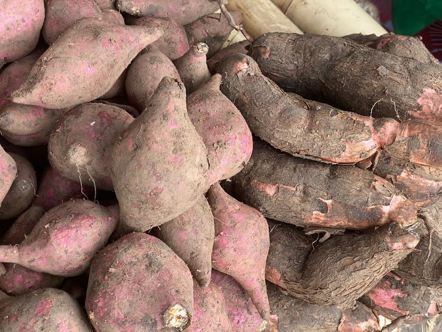 Sweet potatoes and cassava roots grown by farmers with disabilities, piled on the WESOFOD exhibition stand.
